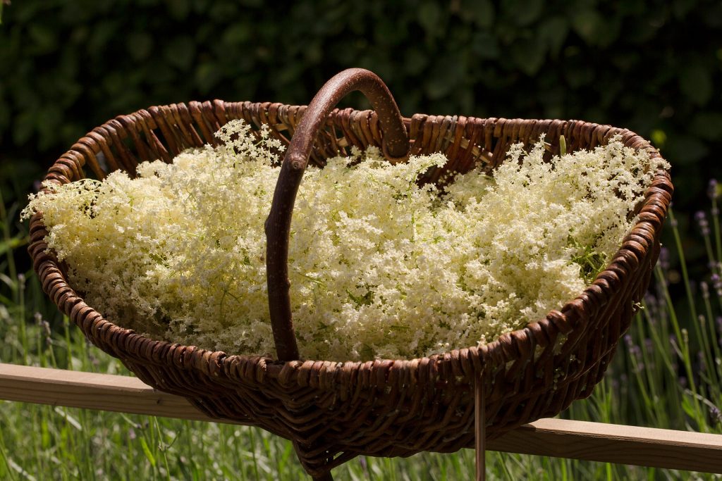 elderflowers