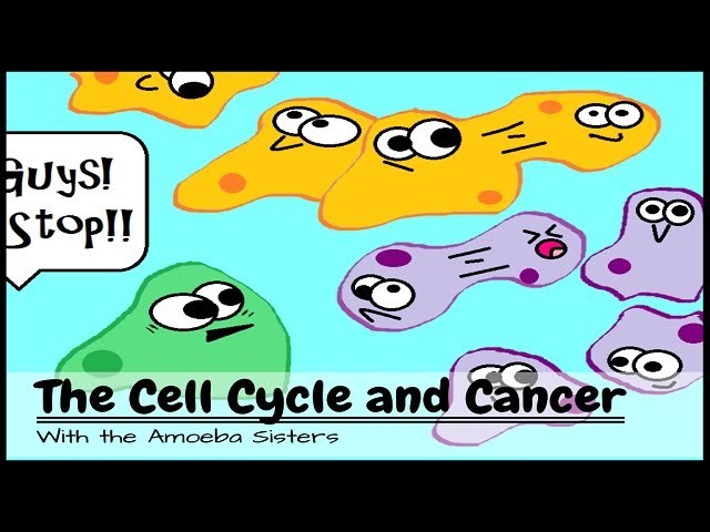 amoeba-sisters-teach-biology-through-fun-videos-and-free-handouts-a-magical-homeschool