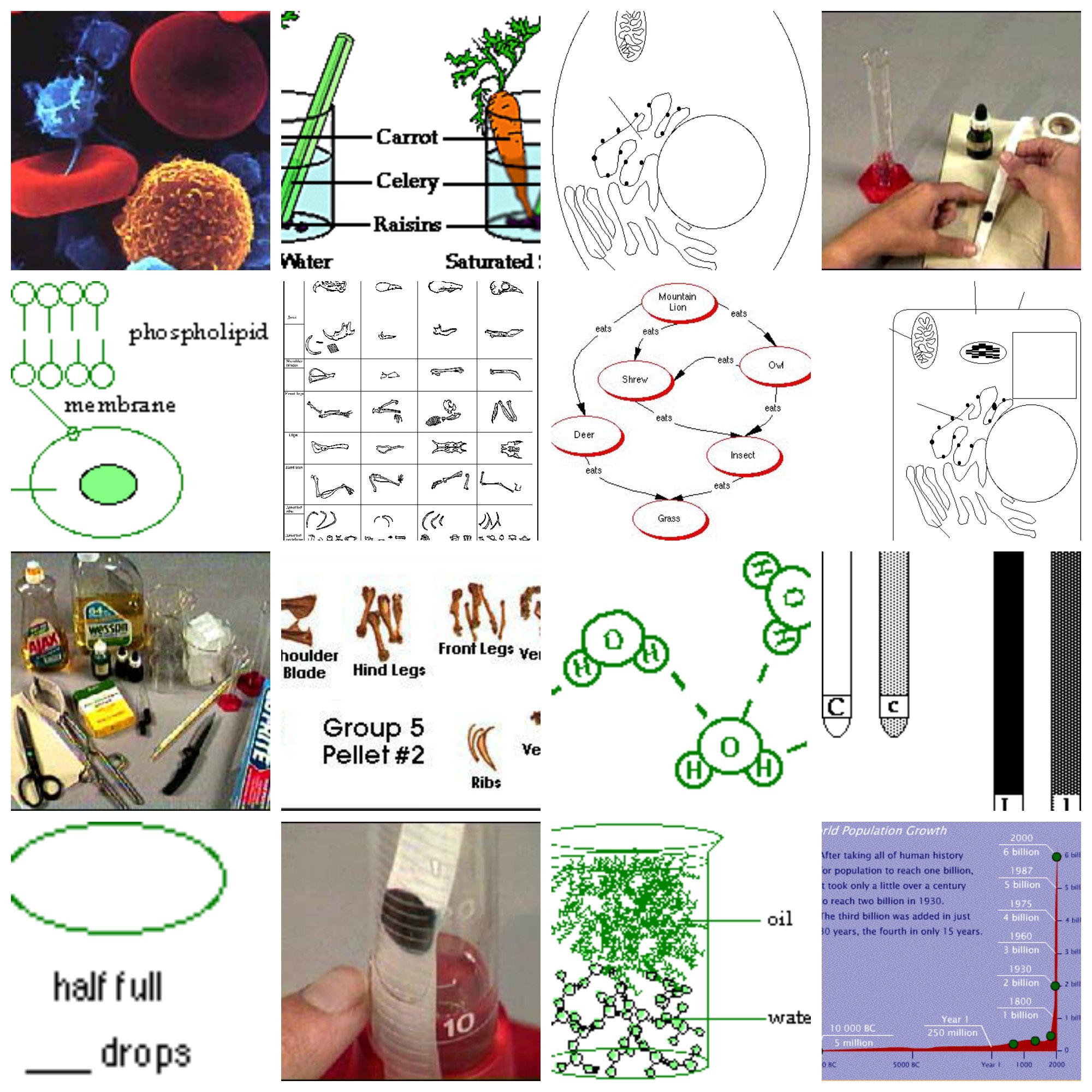 SDSU offers excellent free K-8 biology curriculum