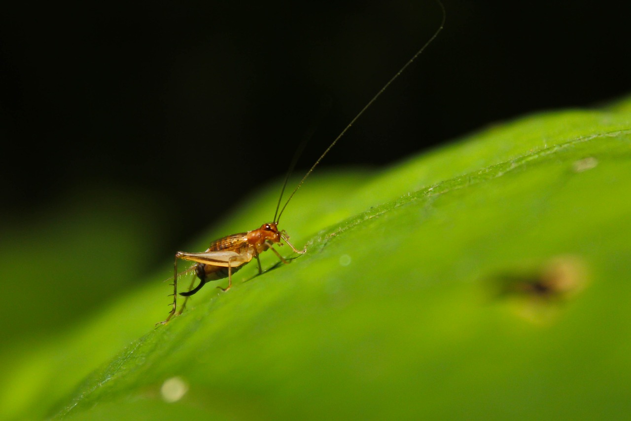 Tell the temperature with crickets!