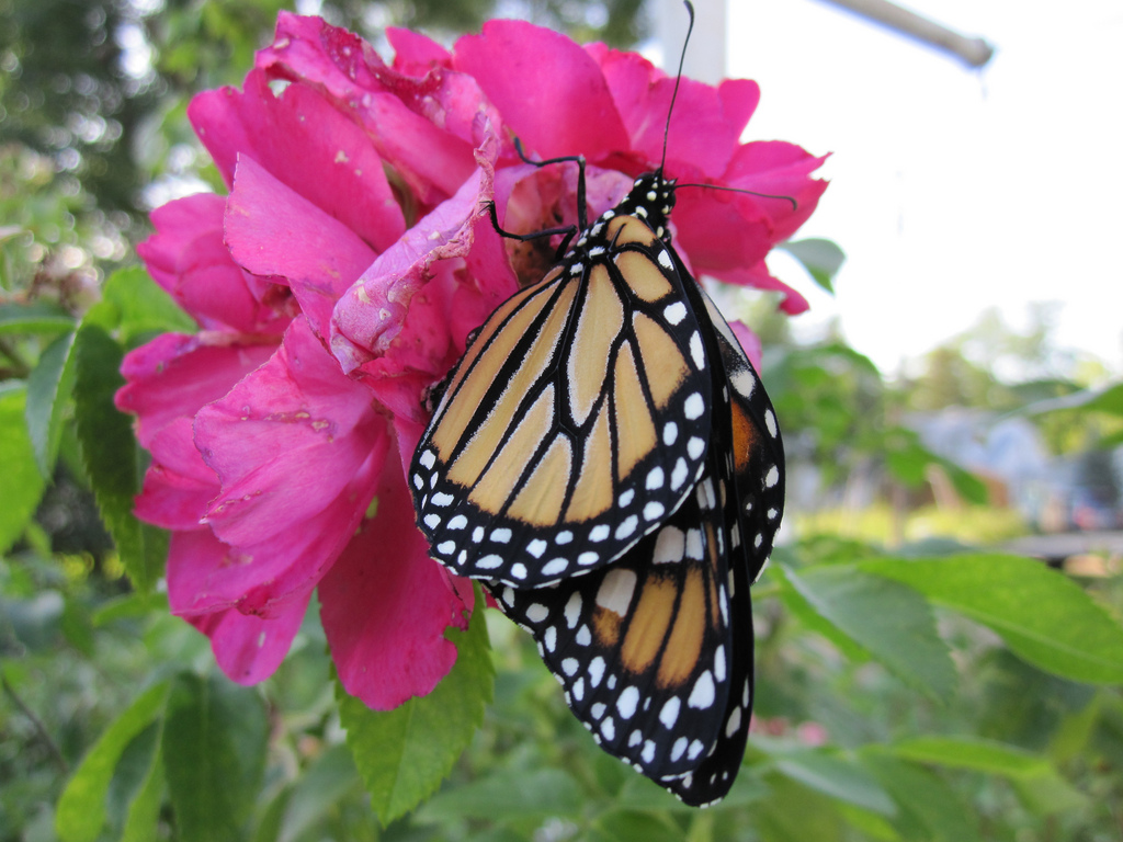 Take part in citizen science projects monitoring butterflies this summer 