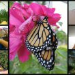 Naturally raising monarch butterflies in your homeschool