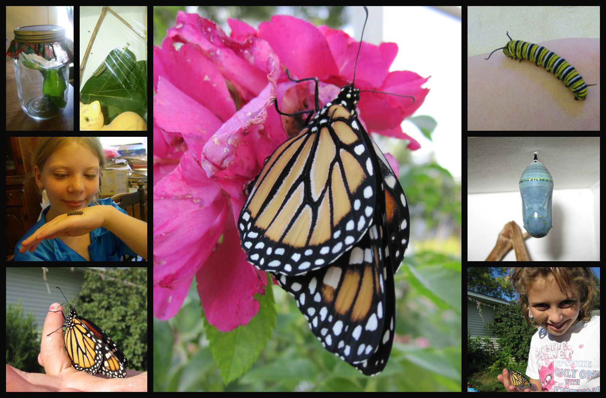 Naturally raising monarch butterflies in your homeschool