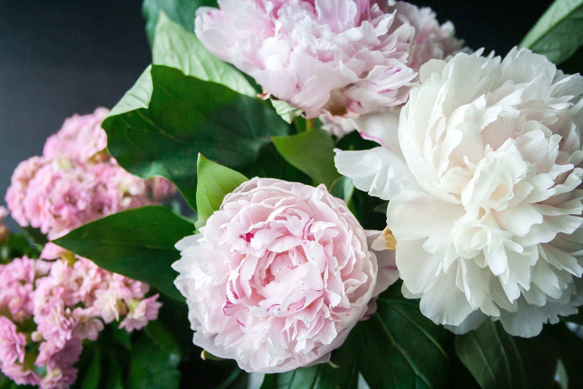 Peony Science!