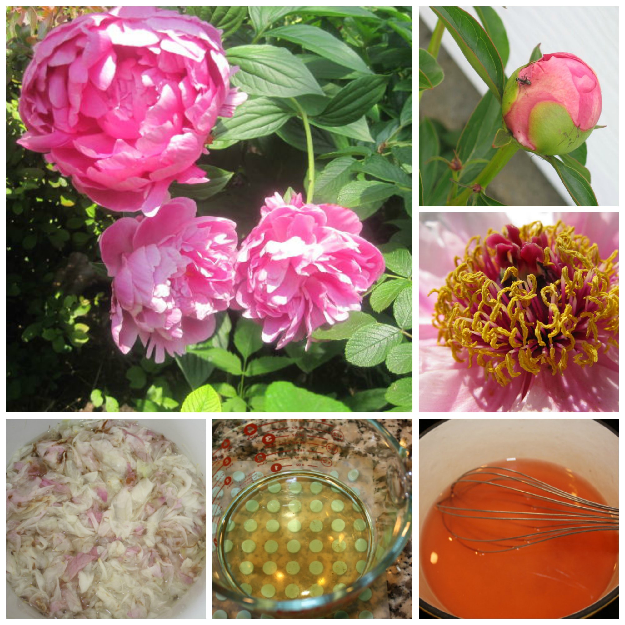 Peony science! Delay blooms, make color-changing jelly and more