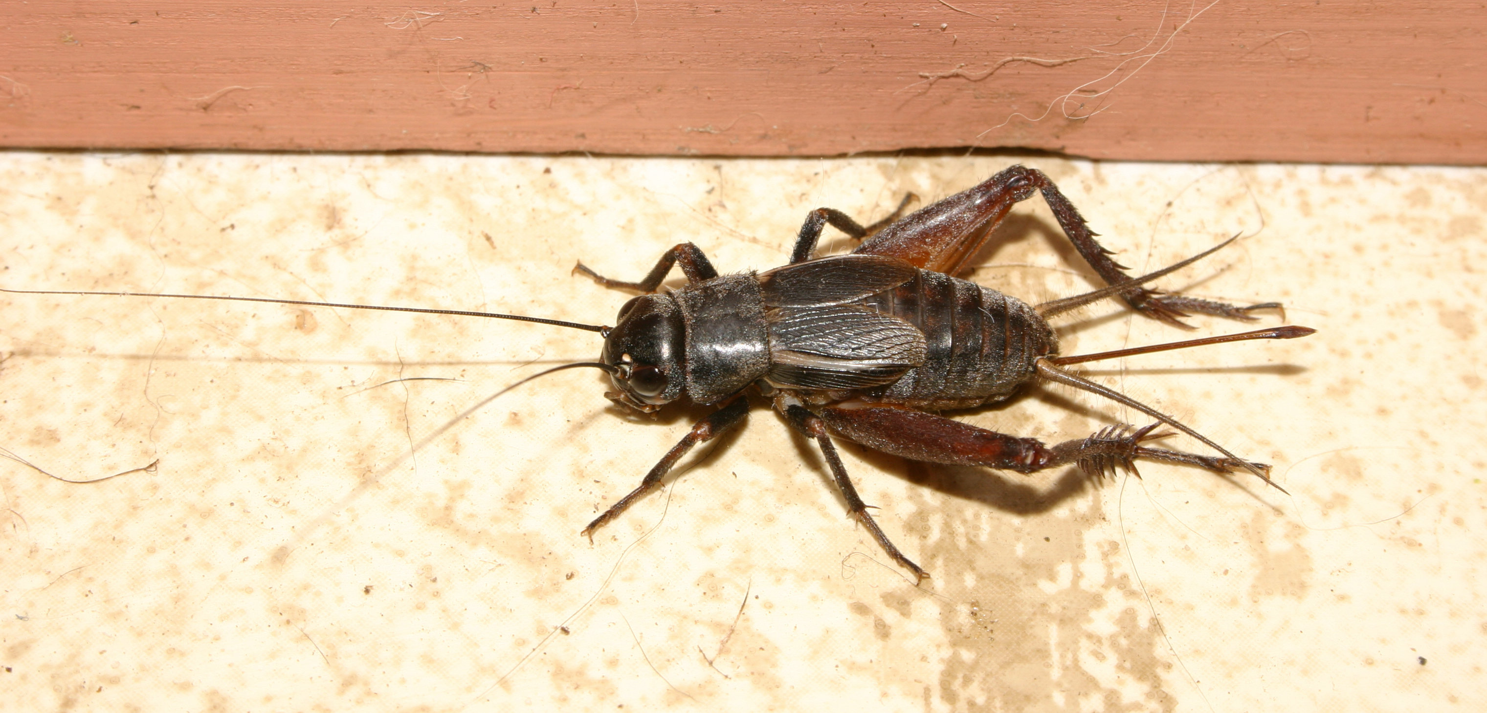 Summer science: Tell the temperature with crickets! - A Magical Homeschool