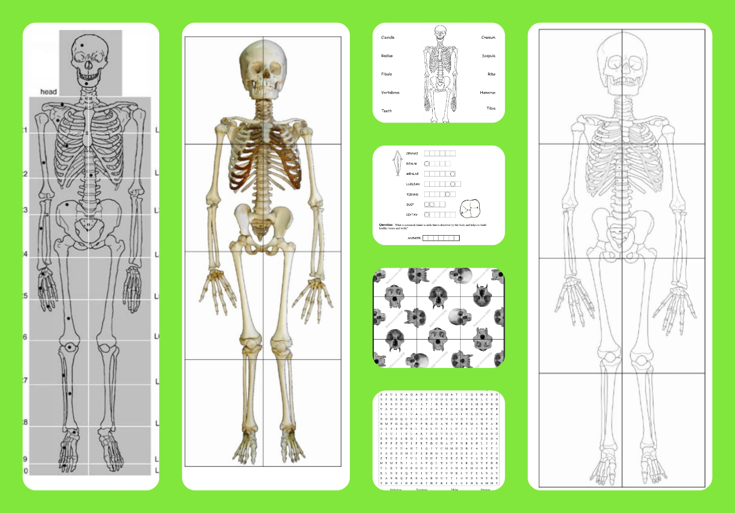 Free printable life-sized child and adult skeletons, skull puzzles and more!