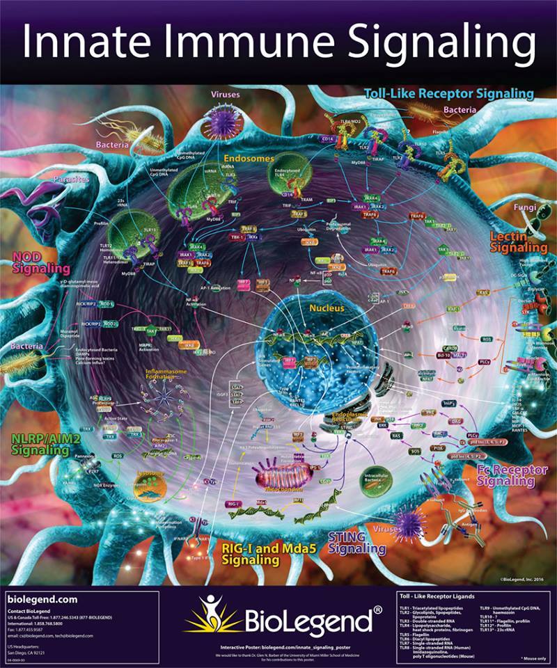 Free immunology poster!