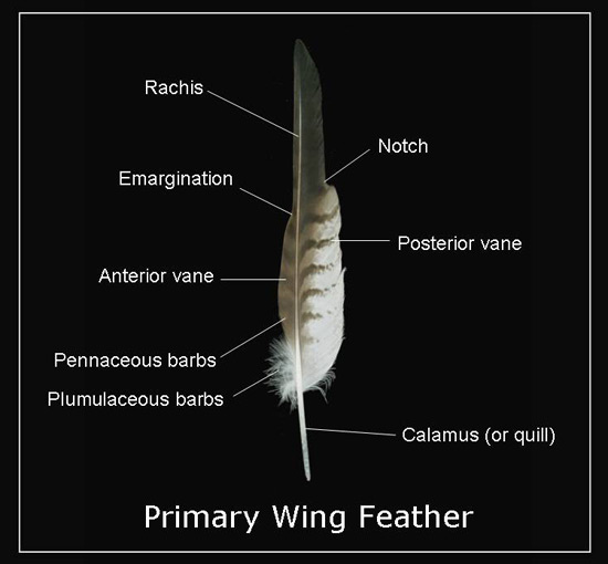 How to identify unknown bird feathers