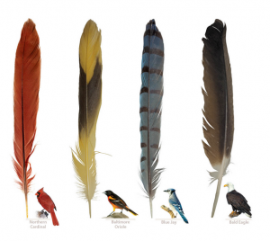 Feathers: A Beautiful Look at a Bird's Most Unique Feature (Nature Appreciation) 