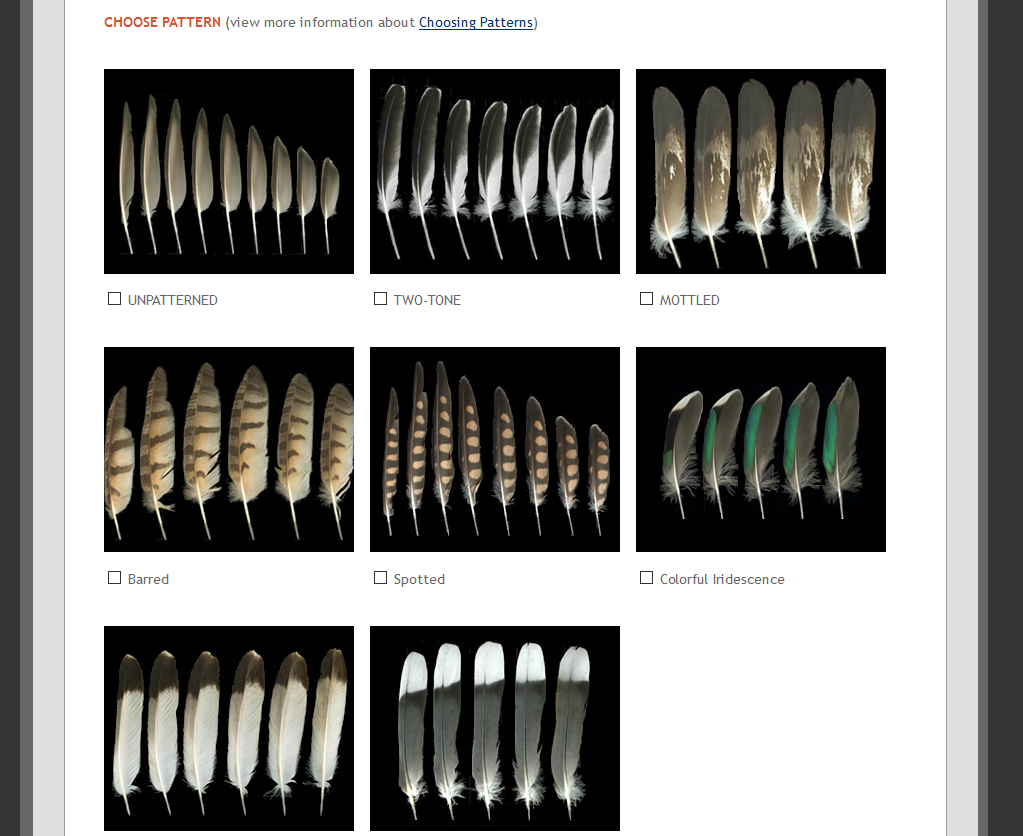 Koaw Nature's bird pages: Feather identification, bird stories