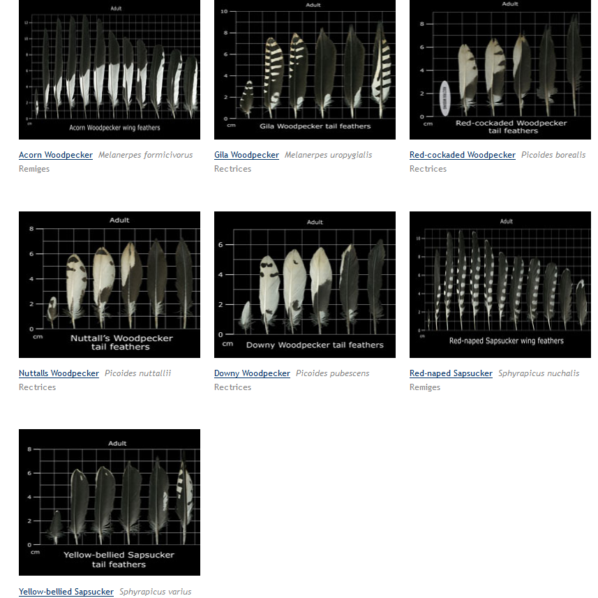 Feather Atlas (how to ID unknown bird feathers)