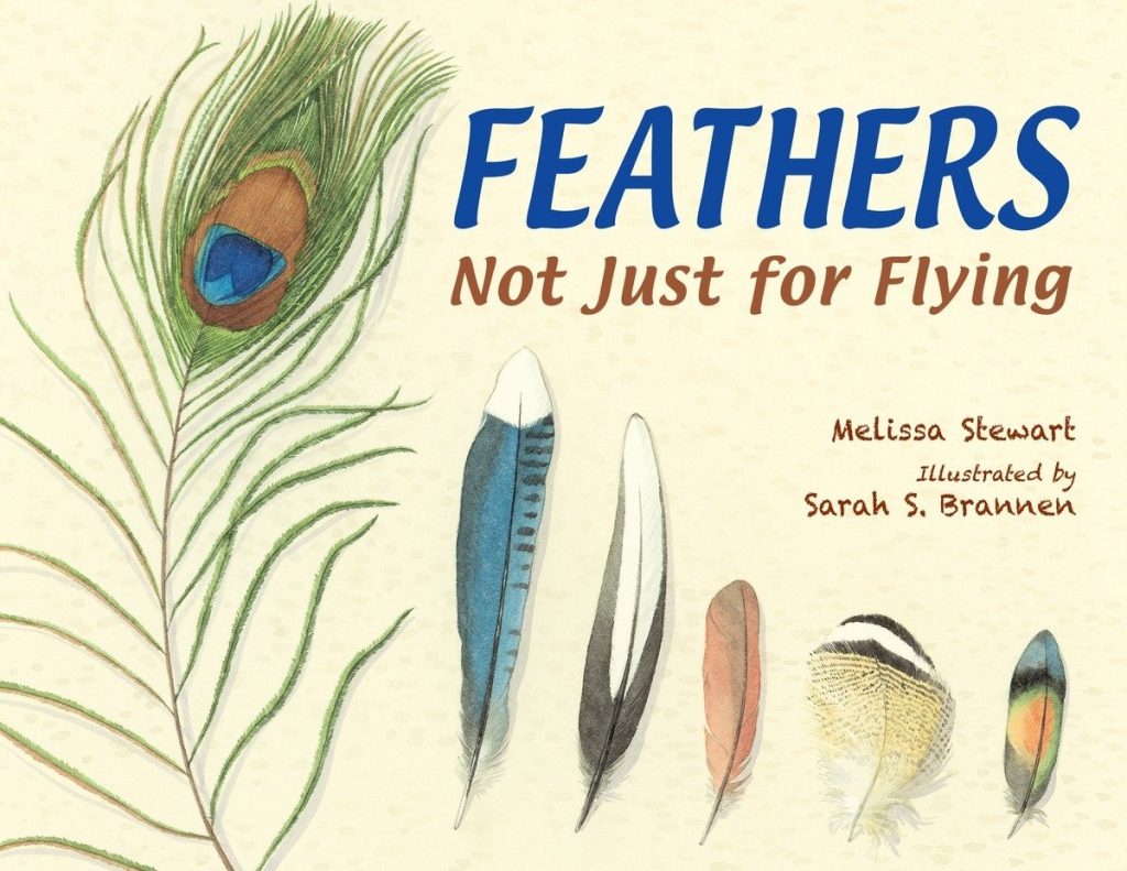 Hey, Bird! You Lost Something! How to Identify Feathers – BWD Magazine