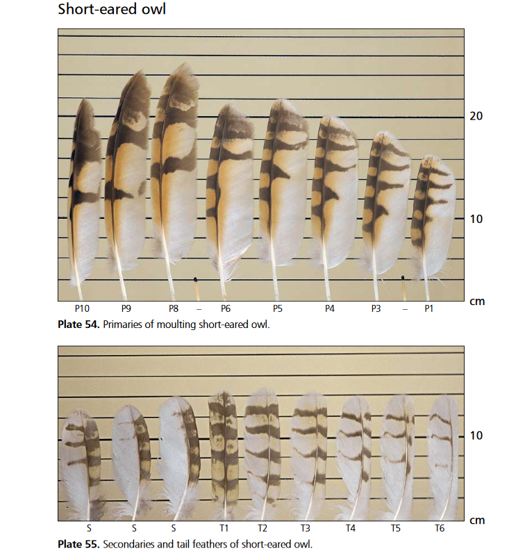 Identifying raptor feathers