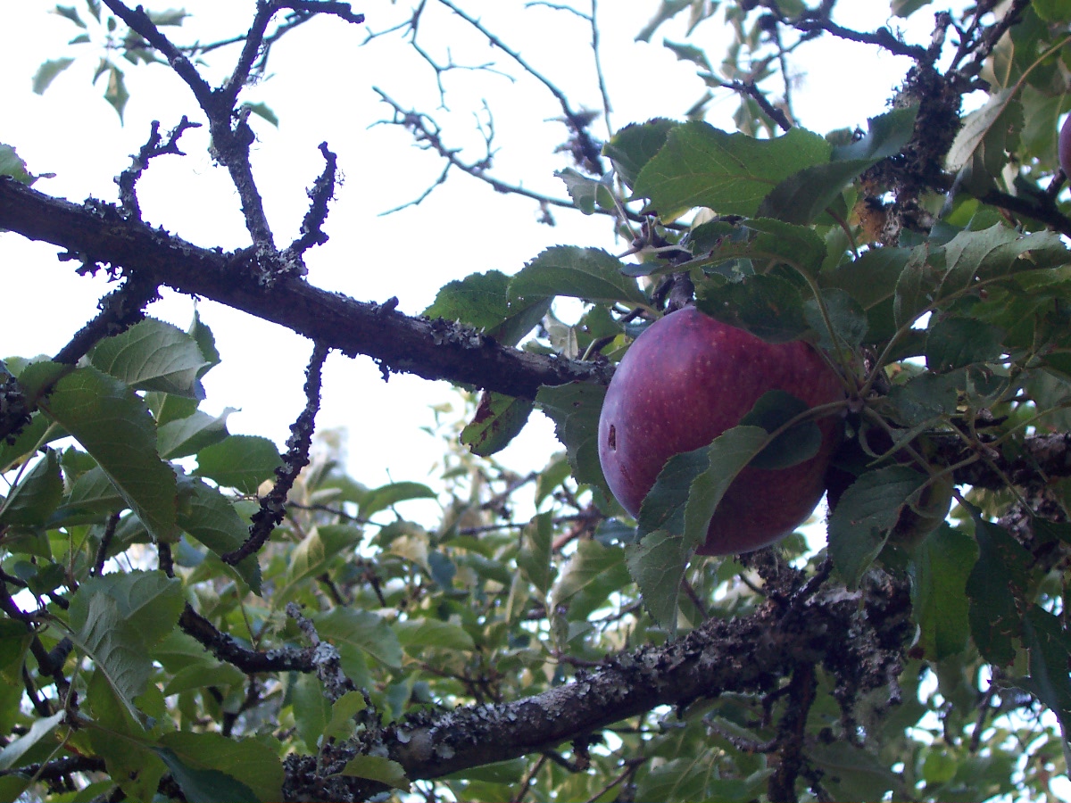 An unknown heirloom apple.