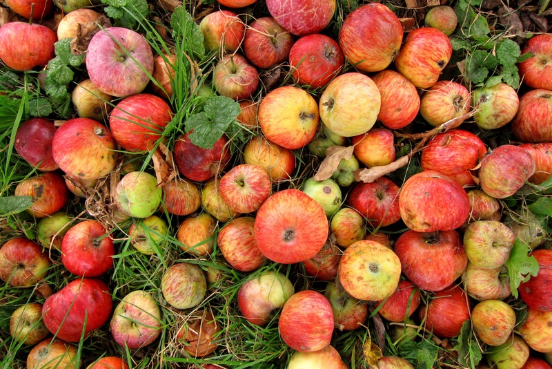 Delicious foraged apples... but what are they?