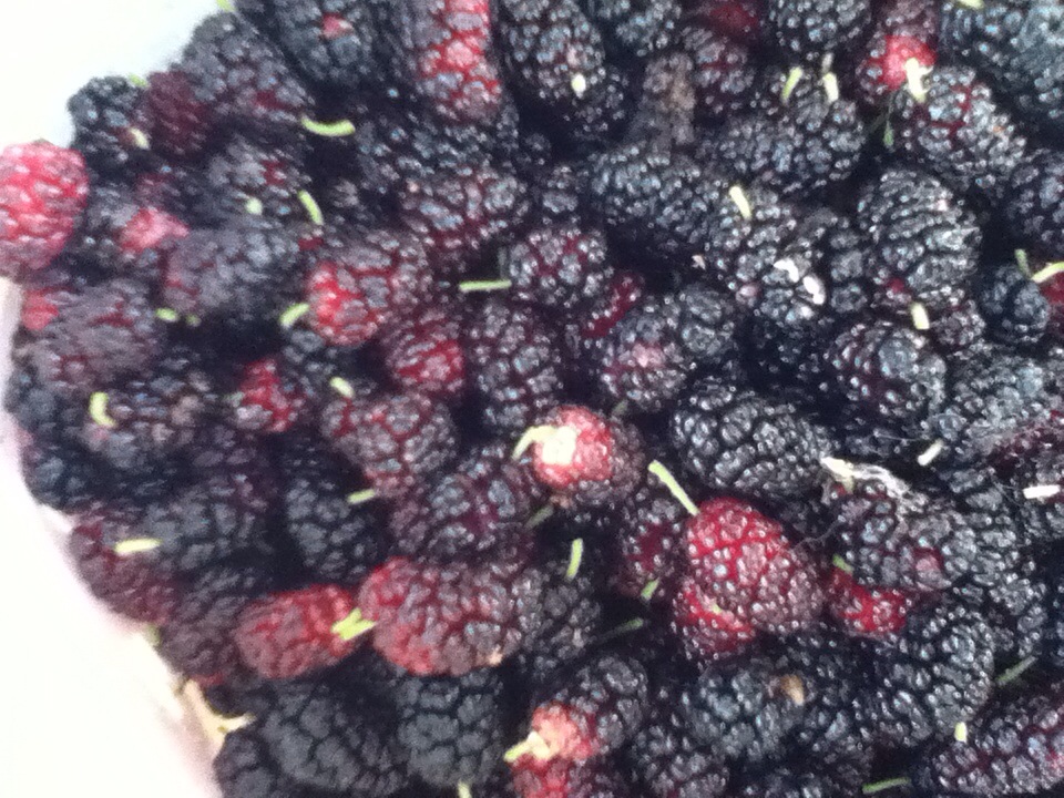 mulberries1