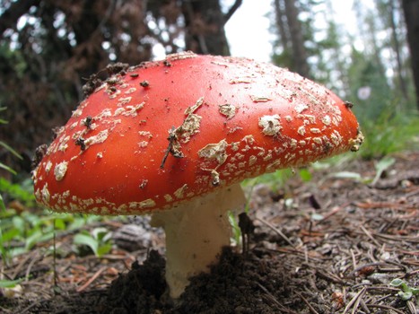 A beautiful mushroom... but is it safe to eat?