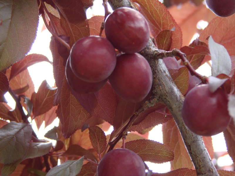 Wild plums are ripe and ready to go!