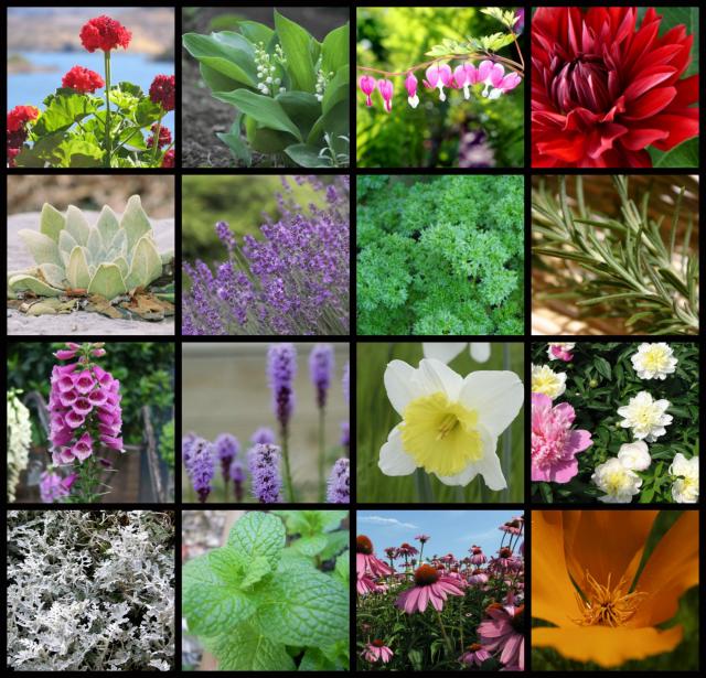 50 Deer resistant flowers, plants and herbs A Magical Life