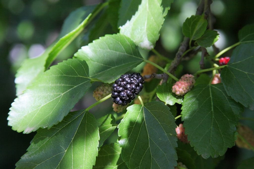 Foraging mulberries with kids