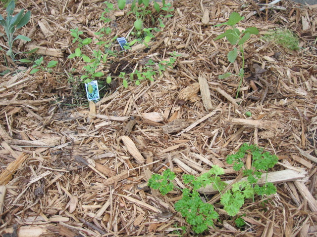 12 Great sources of natural mulch for your vegetable gardens