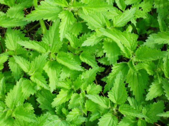 Famous herbalists tell the benefits of nettles