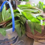 How to tell the difference between ramps and lily-of-the-valley | A