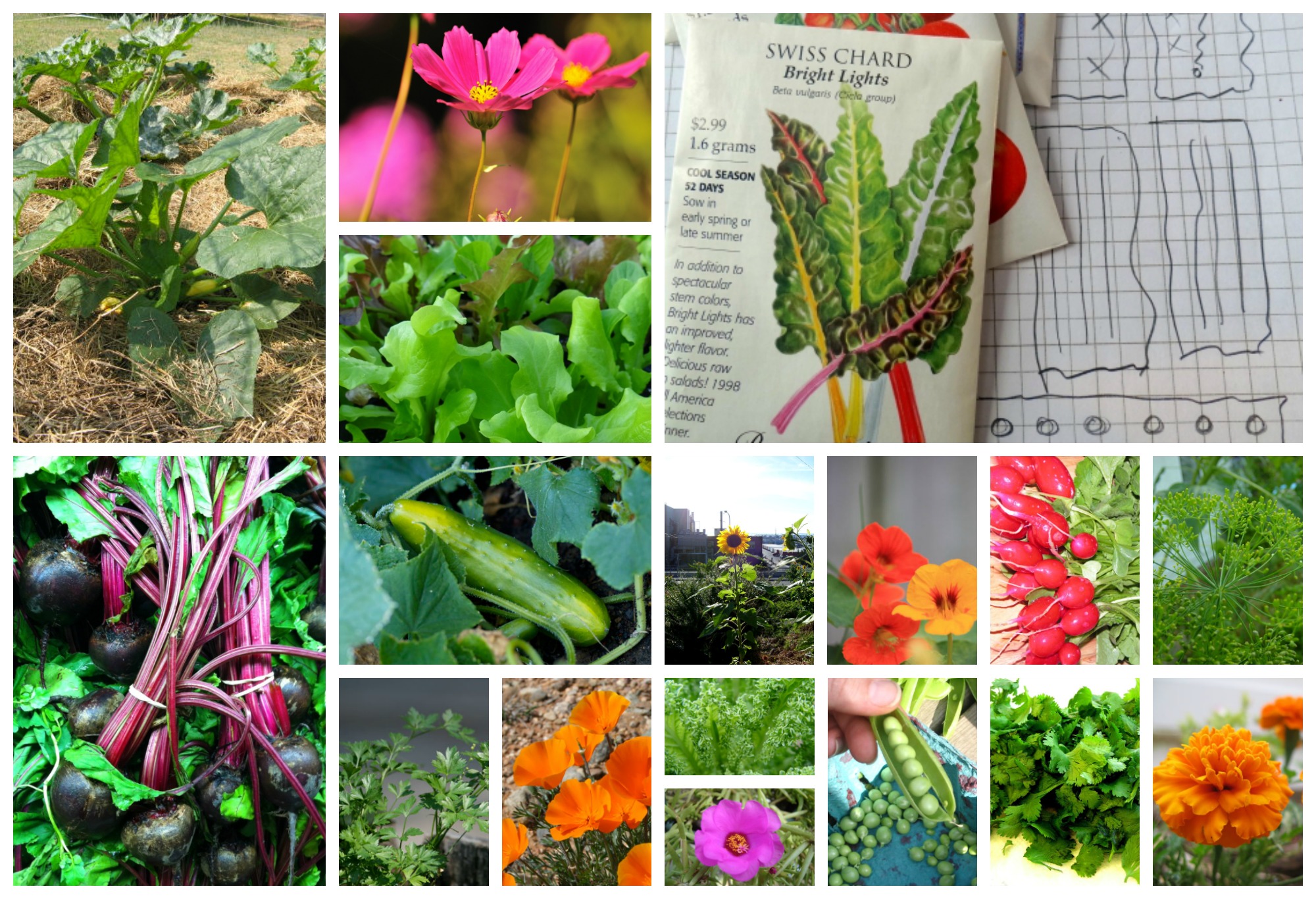 16 Ridiculously easy seeds to plant in your first garden A Magical Life