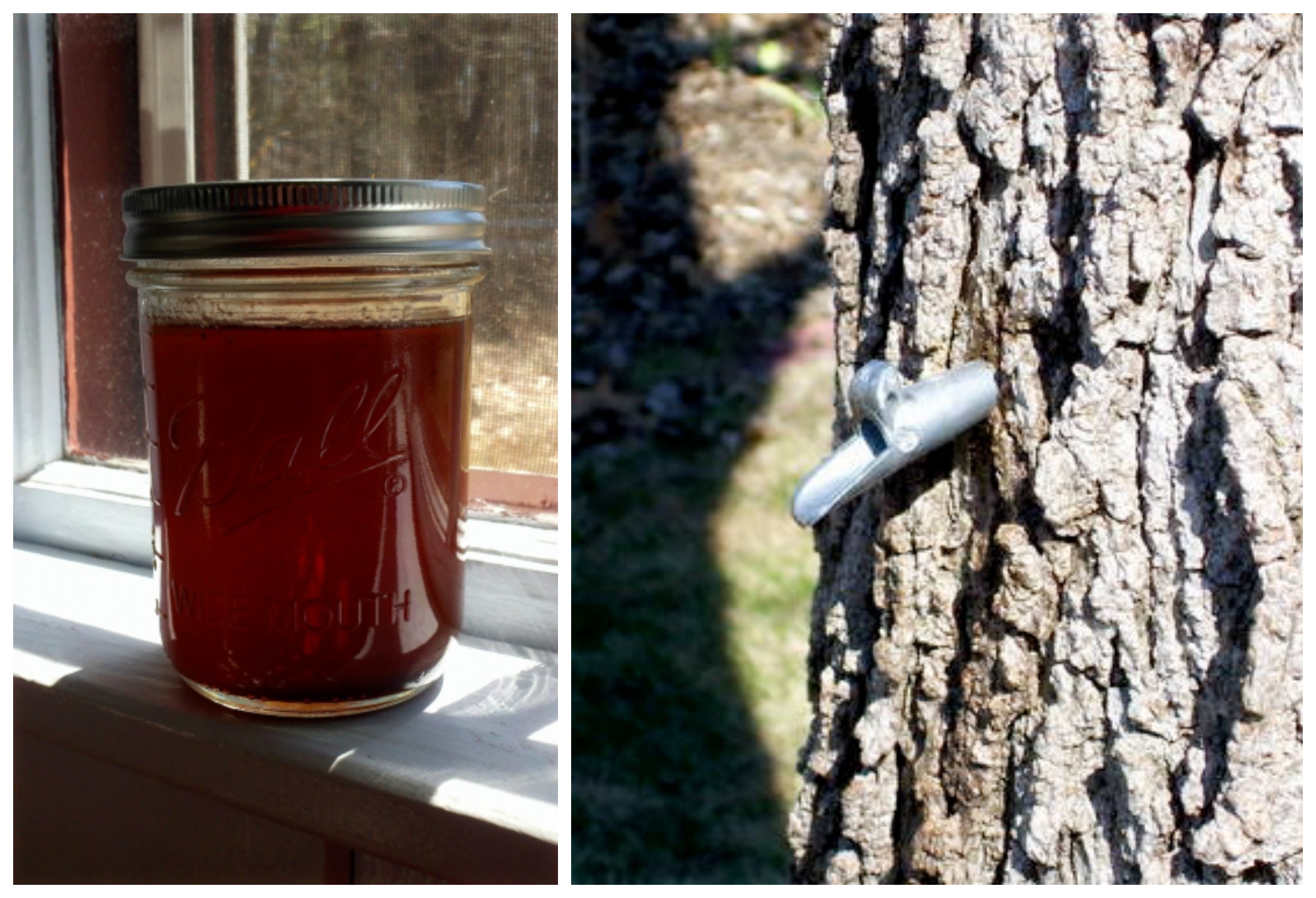 Can you make syrup from fruit trees