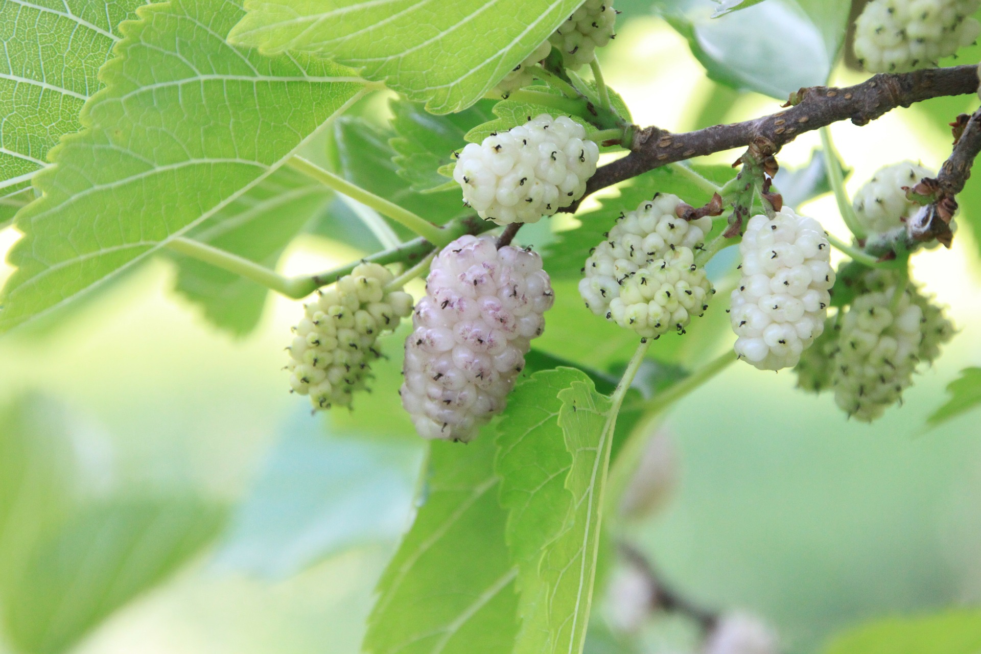 Foraging mulberries with kids