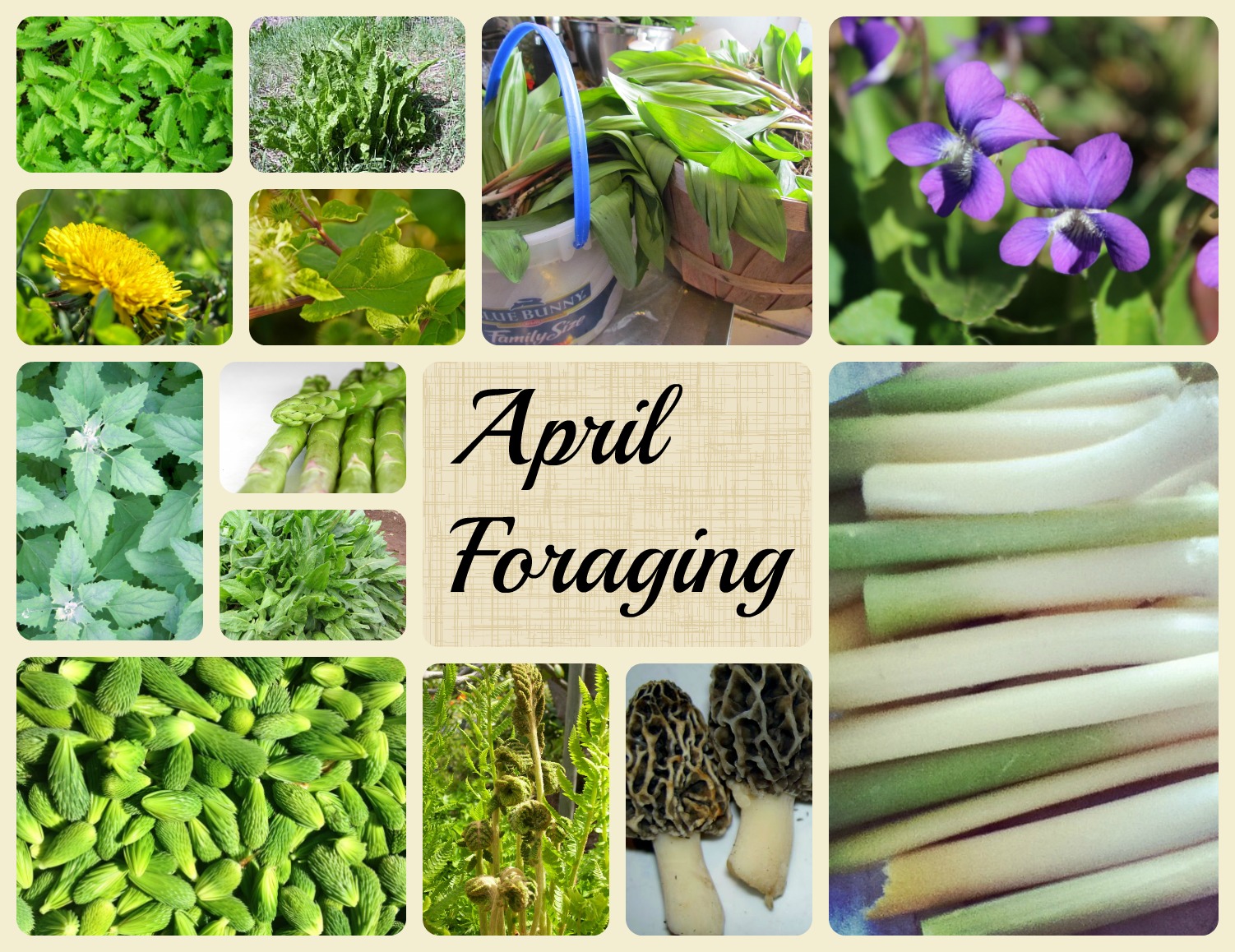 30 Wild Edible Foods to Forage in April