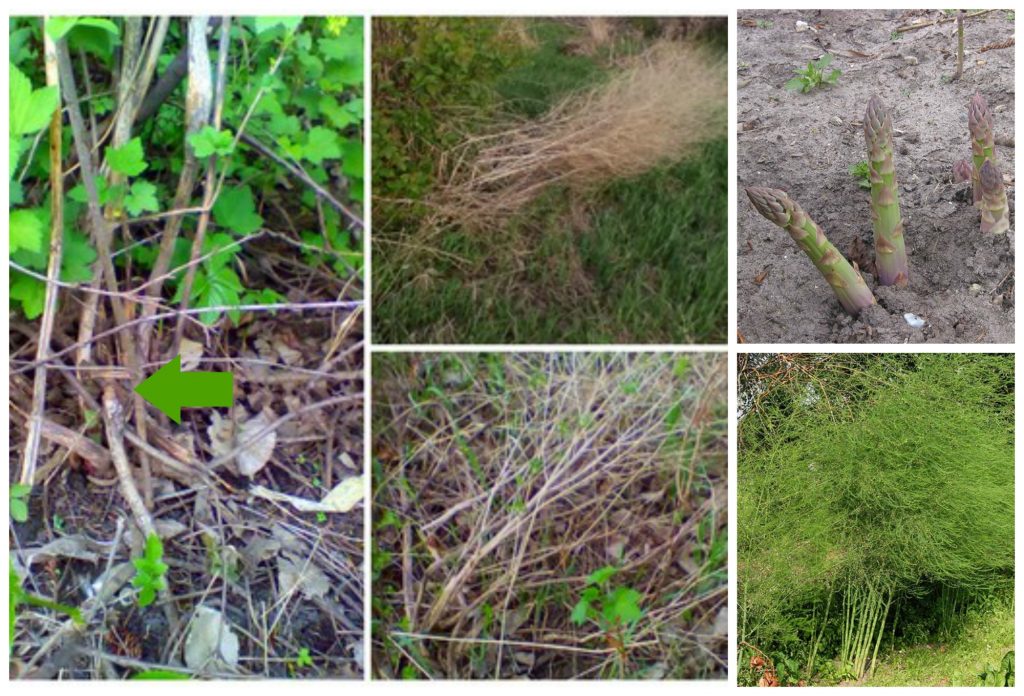 How to find wild asparagus
