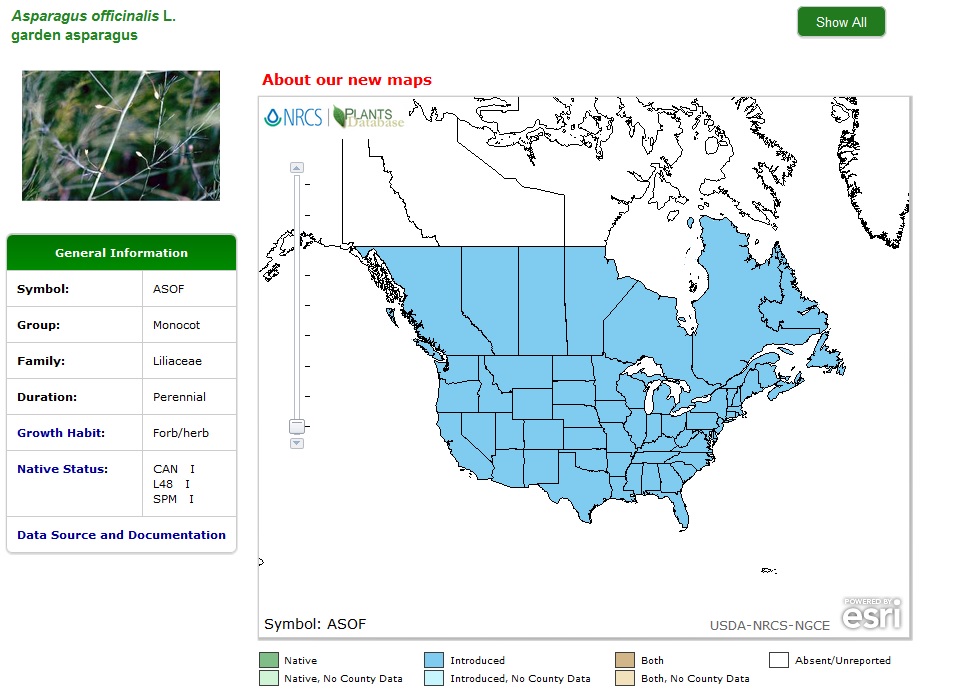 How to find wild asparagus