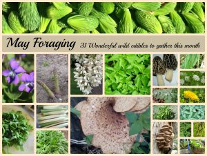 What to forage in May