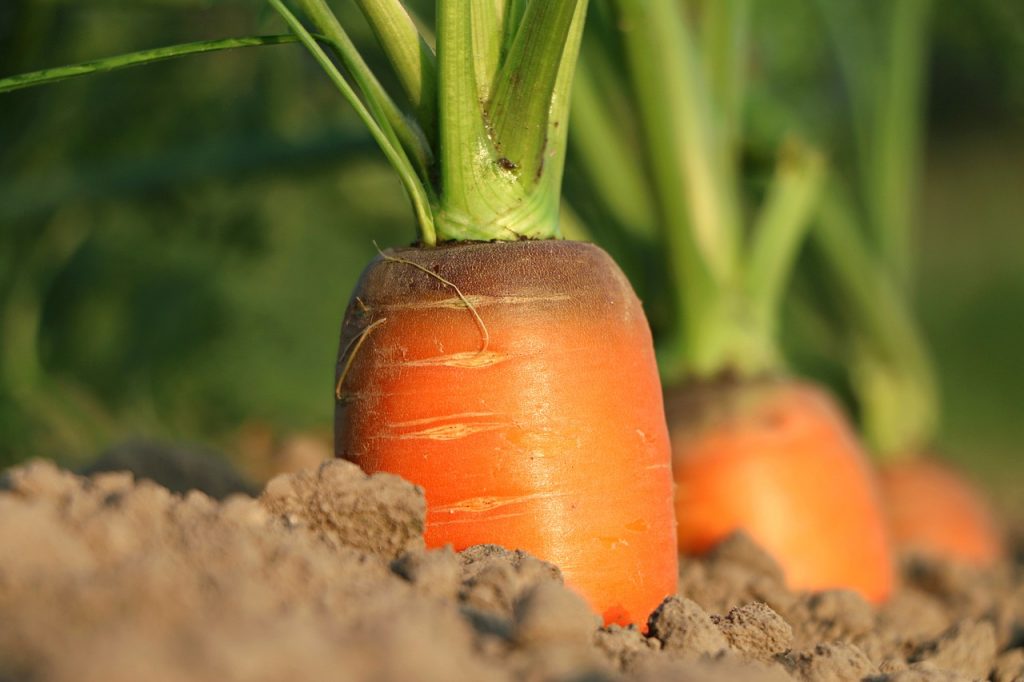 20 Vegetable, herb and edible flower seeds you can still plant in June