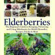 Foraging and cooking with elderberries and elder flowers