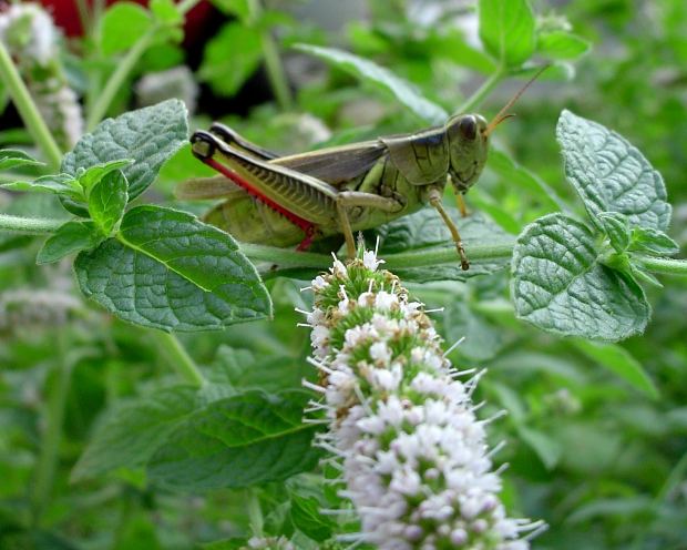 Natural Ways to Defeat Grasshoppers