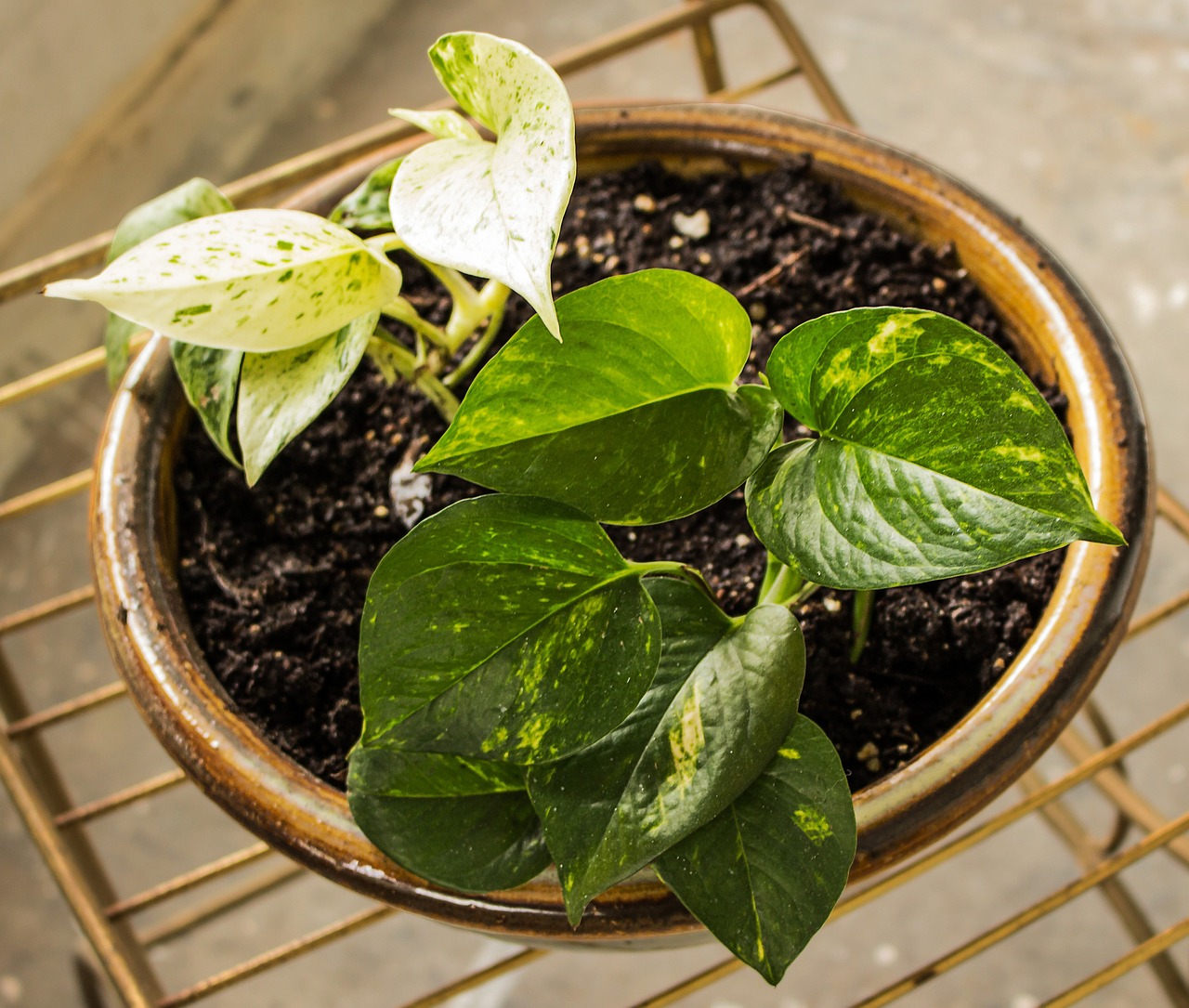 The 10 best houseplants for purifying indoor air