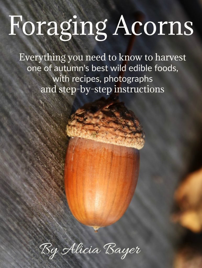 Coming soon to Kindle -- Foraging Acorns