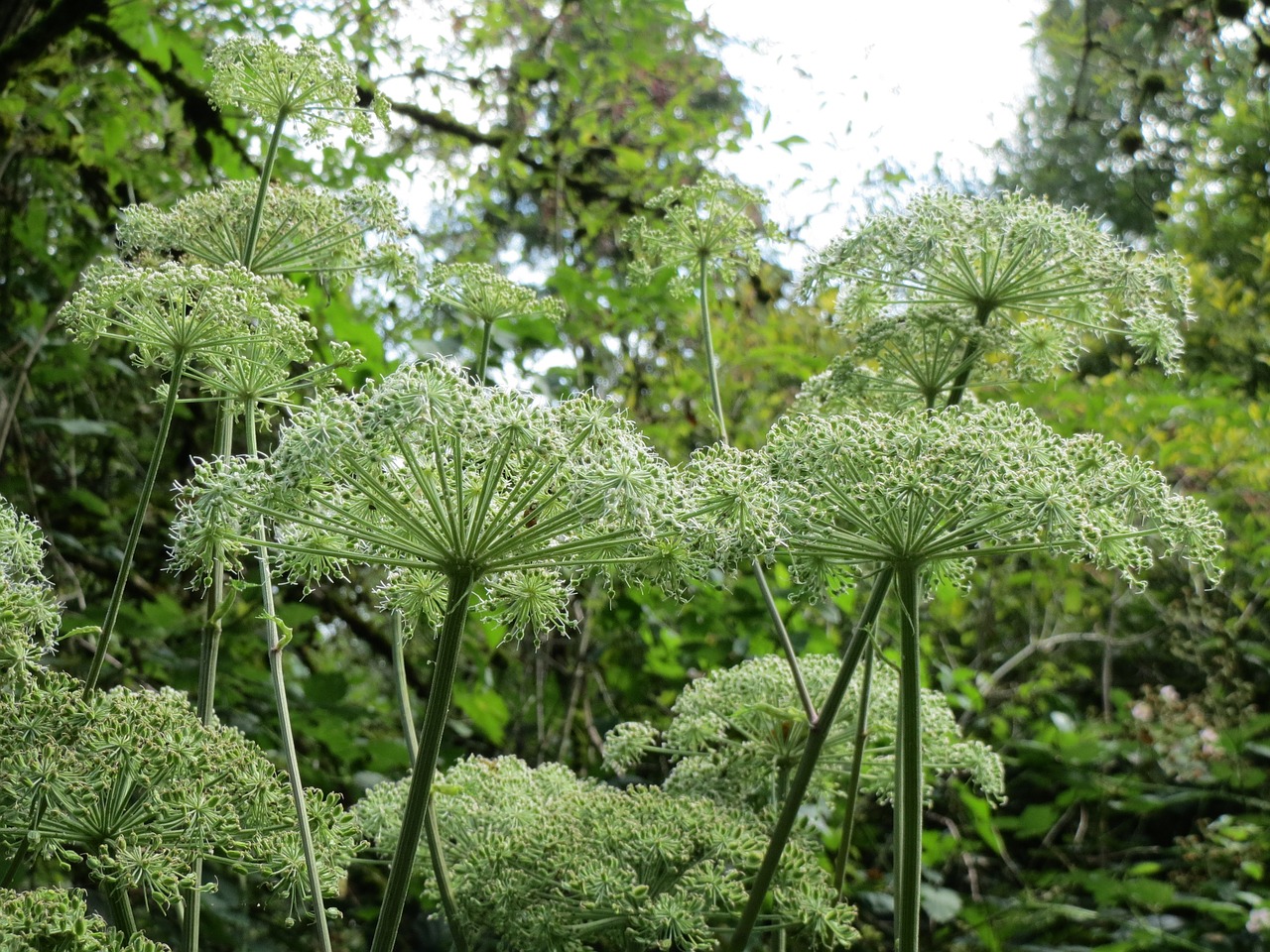 20 Herbs you can grow in shade