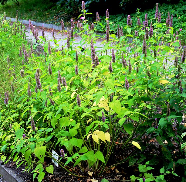 20 Herbs you can grow in shade