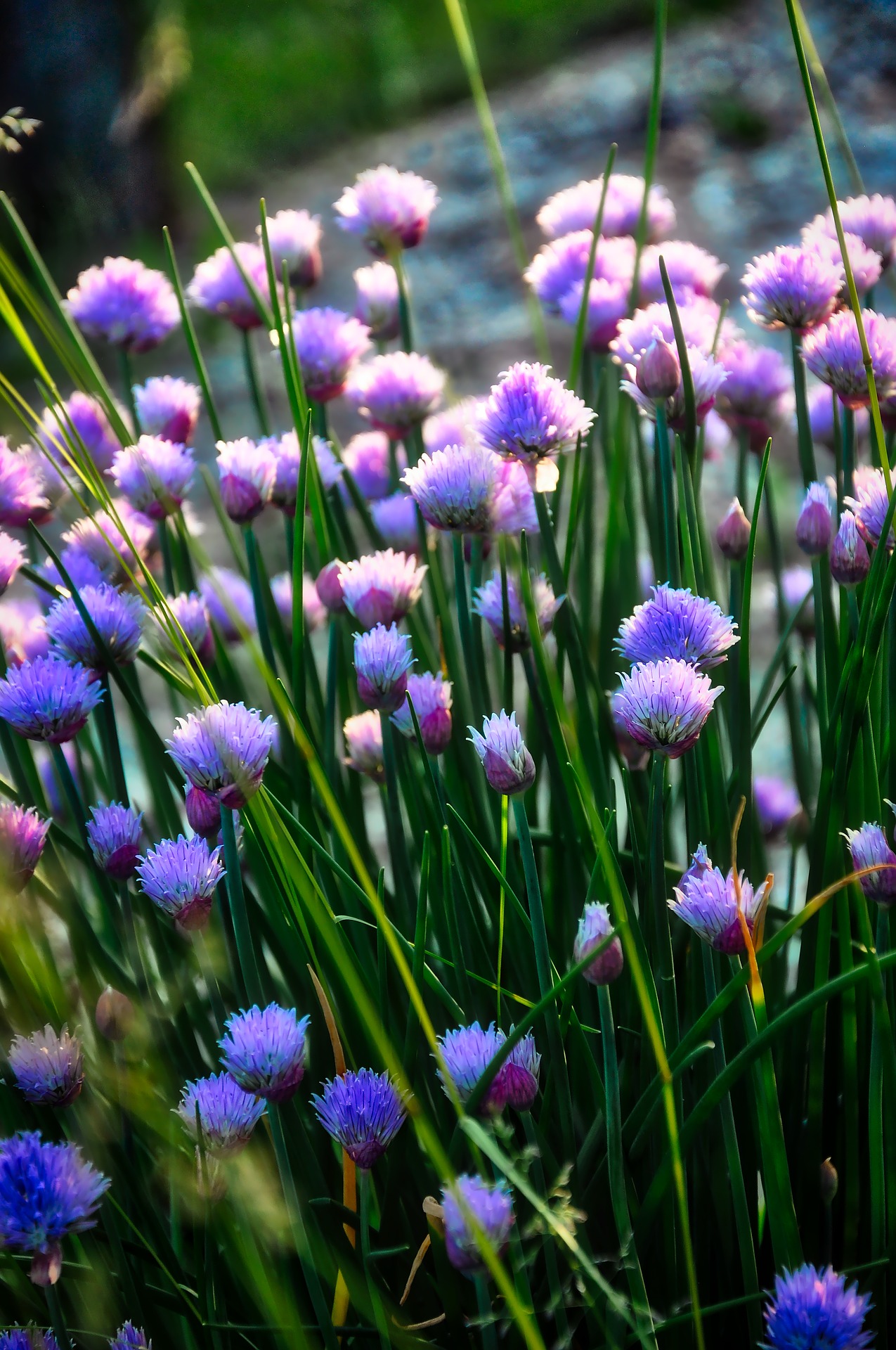 20 Herbs you can grow in shade