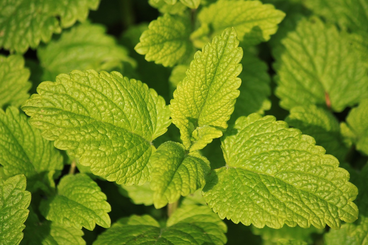 20 Herbs you can grow in shade