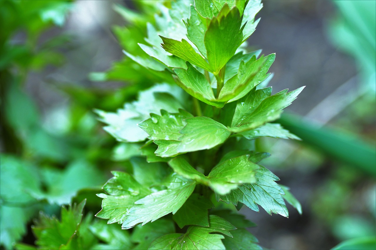 20 Herbs you can grow in shade