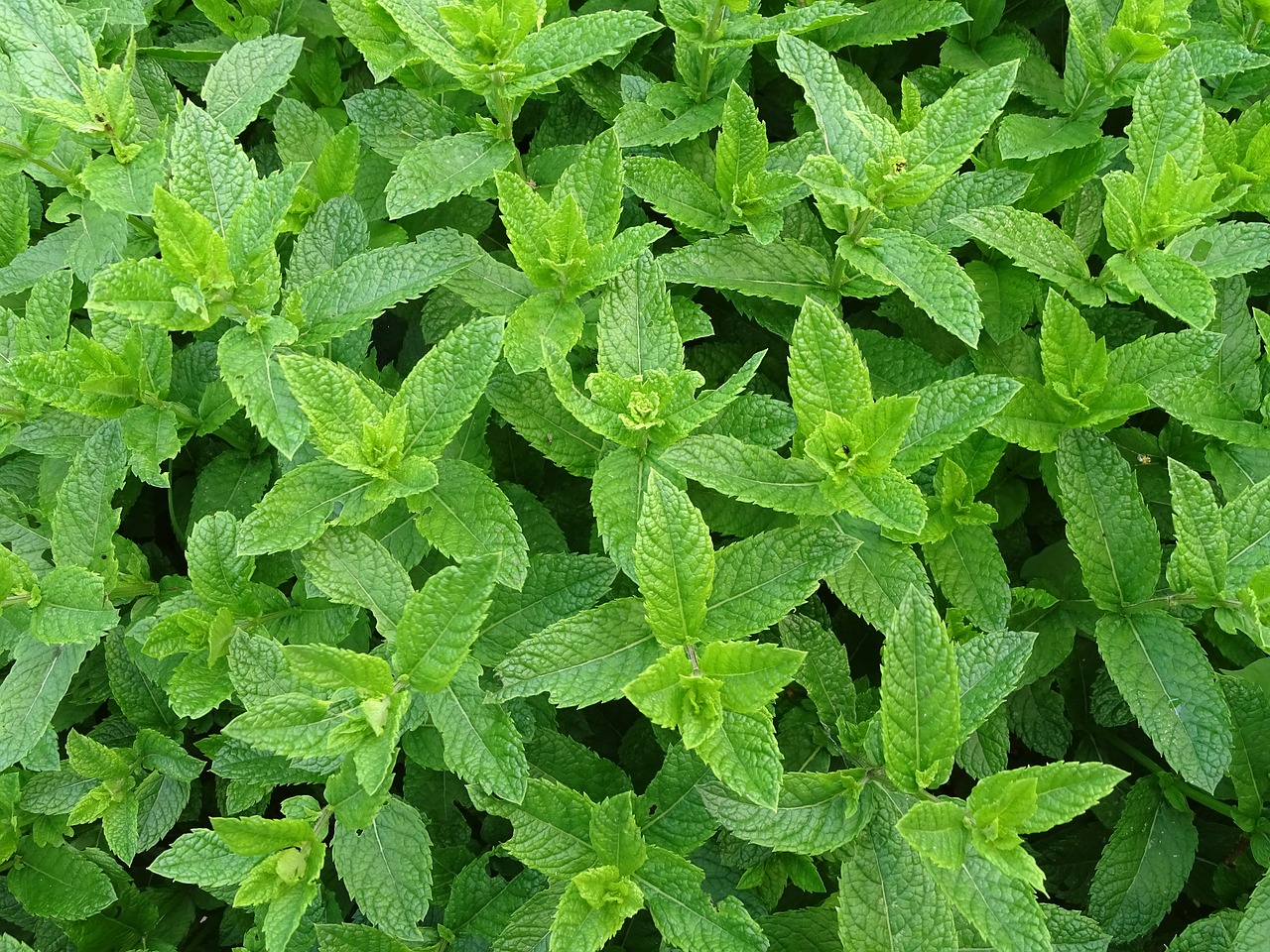 20 Herbs you can grow in shade