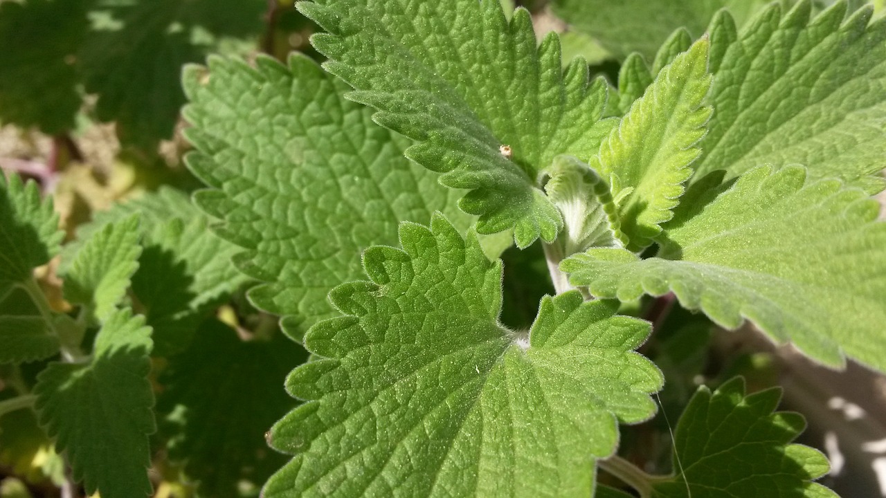 20 Herbs you can grow in shade