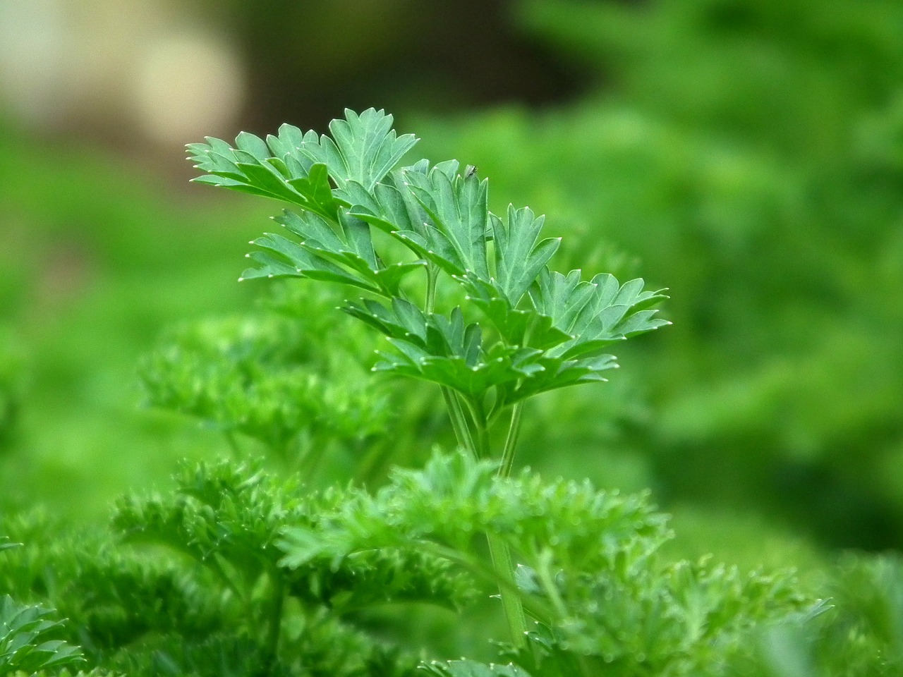 20 Herbs you can grow in shade