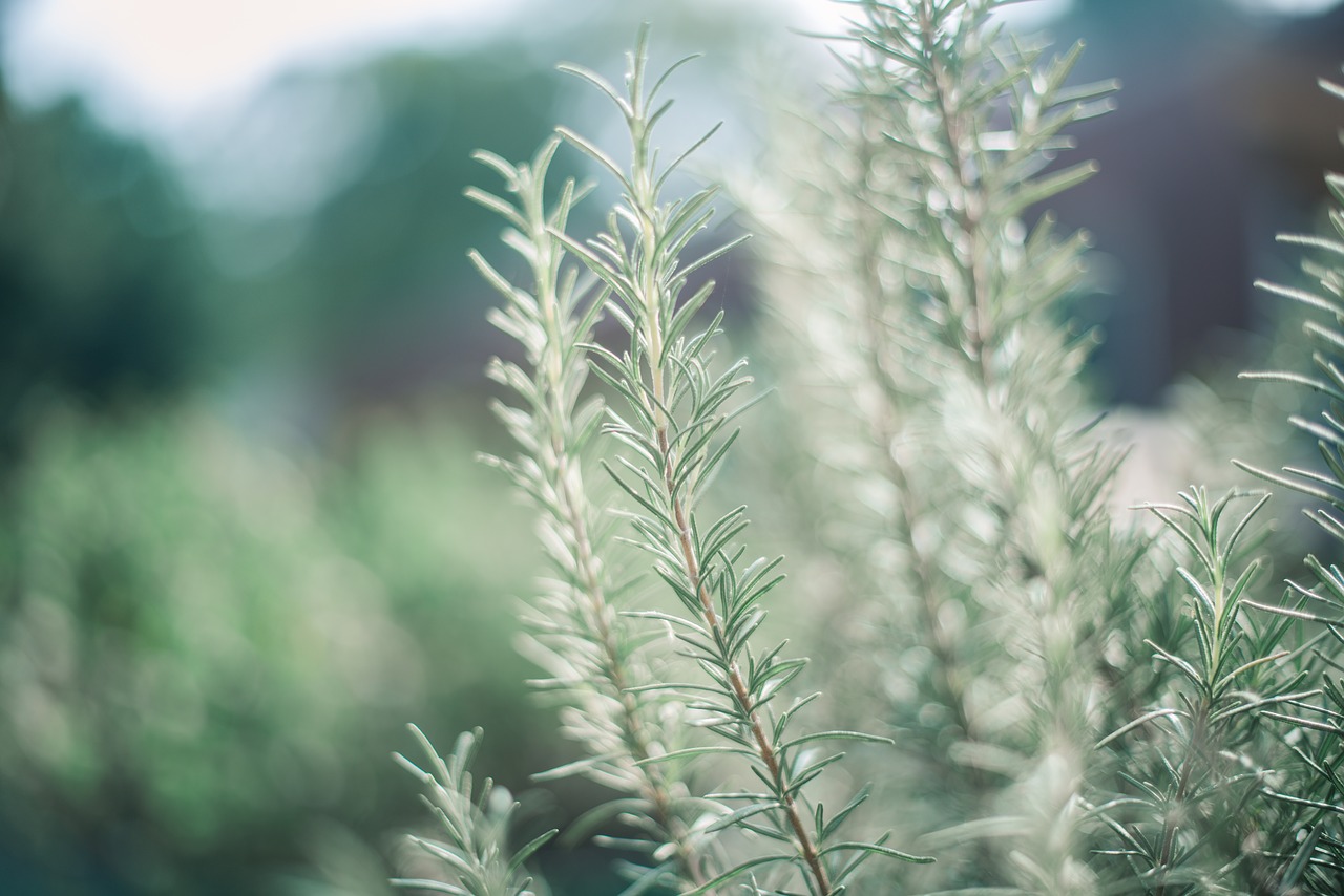 20 Herbs you can grow in shade