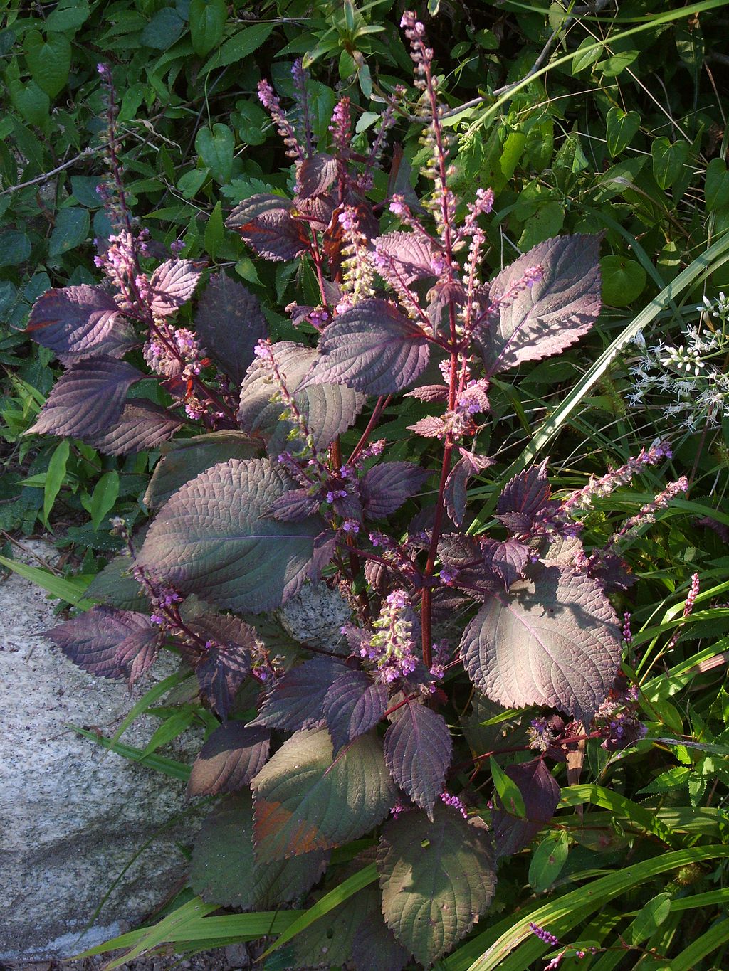 20 Herbs you can grow in shade